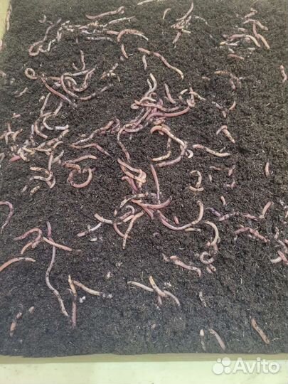 Червь Дендробена