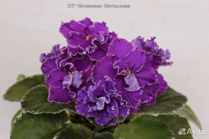 Фиалки детки