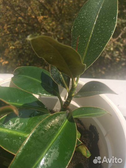 Комнатные растения цветы