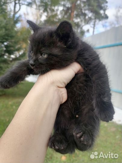 Кошка в дар