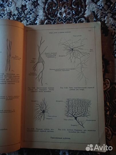 Карл Тольд Анатомический атлас третий том