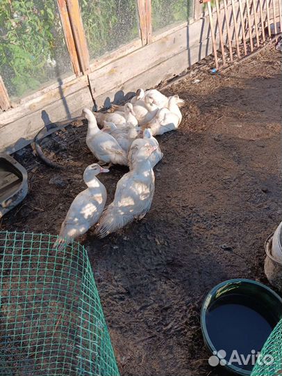 Продам индоуток. Вывод 4 апреля