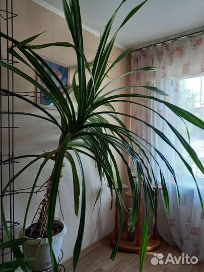 Пальма цветы панданус