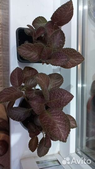 Комнатные растения:пахистахис,сингониум панда и др