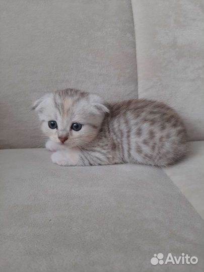 Шотландский котёнок