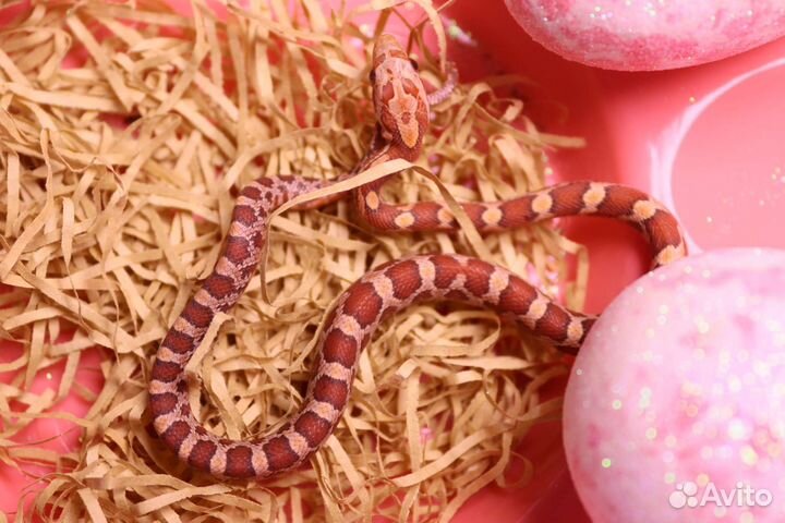 Маисовый полоз