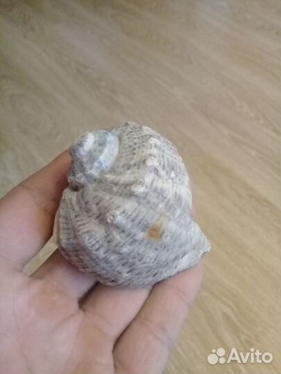 Ракушка рапан