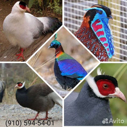 Фазаны разных пород