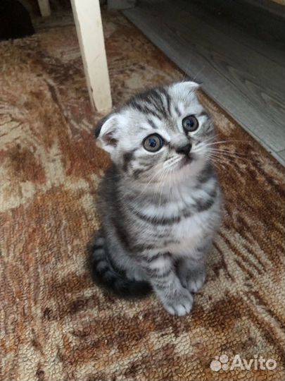 Вислоухие котята