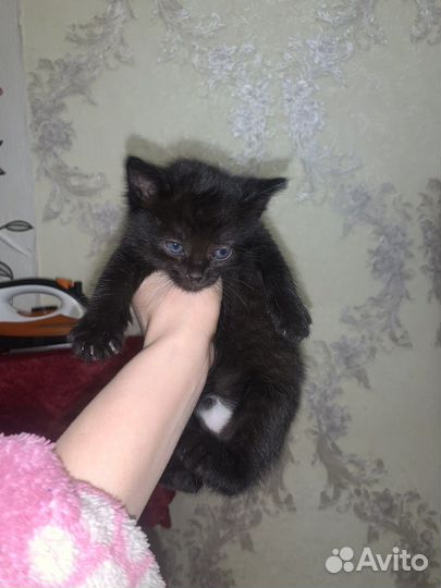 Кошка в дар