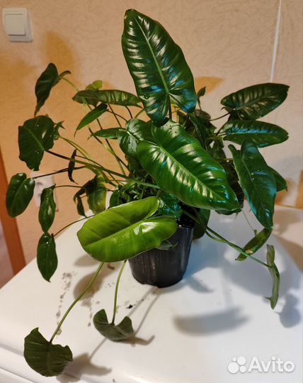 Филодендрон Бурле Маркс