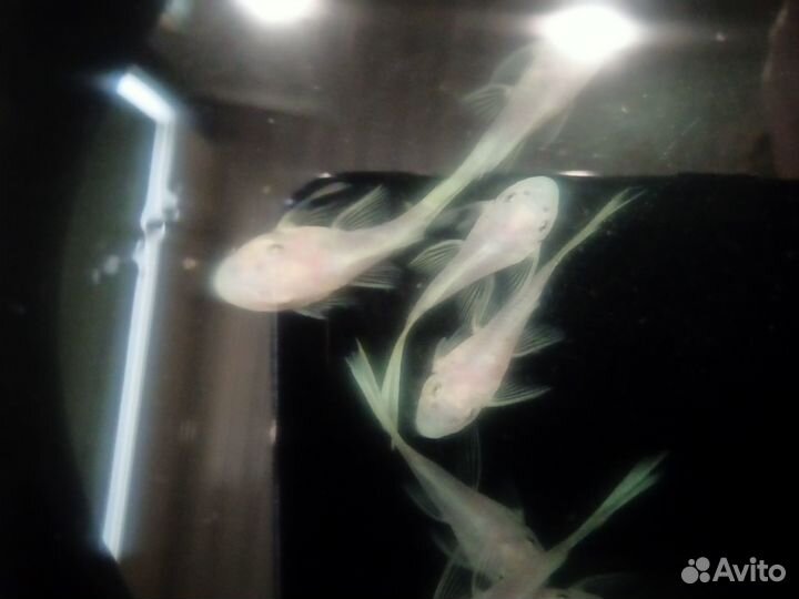 Номерной сом l144 Snow White вуаль,046