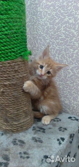 Котята мейн-кун