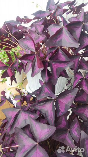 Кислица Оксалис