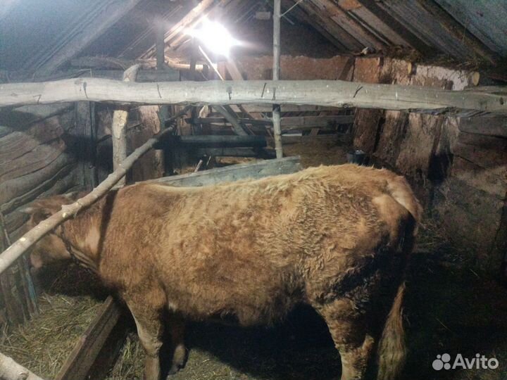 Продается Корова