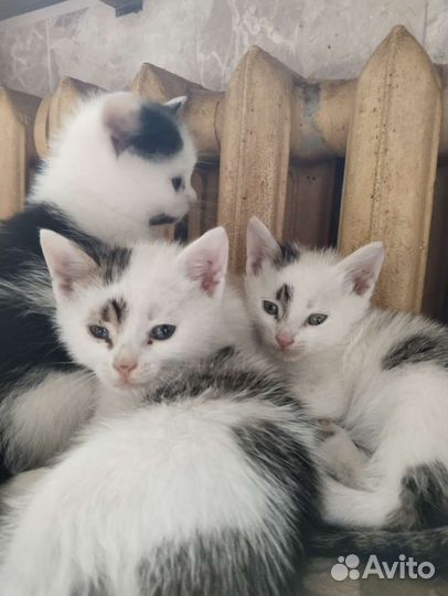 Котята в добрые руки