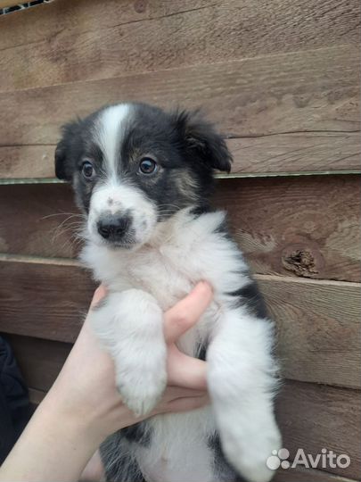 Щенки бесплатно