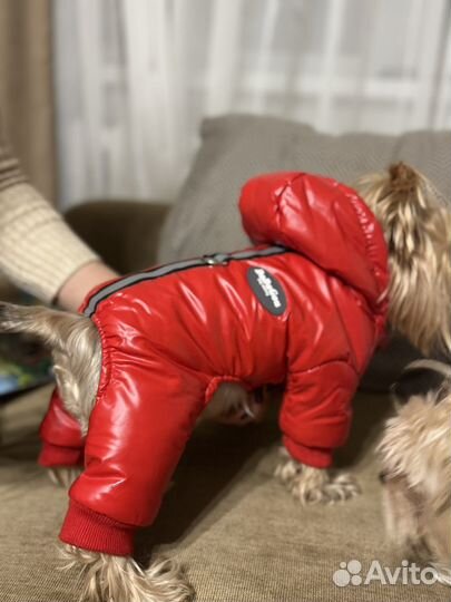 Зимний комбинезон для маленькой собаки