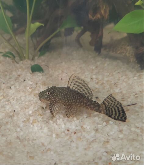 Сом анциструс