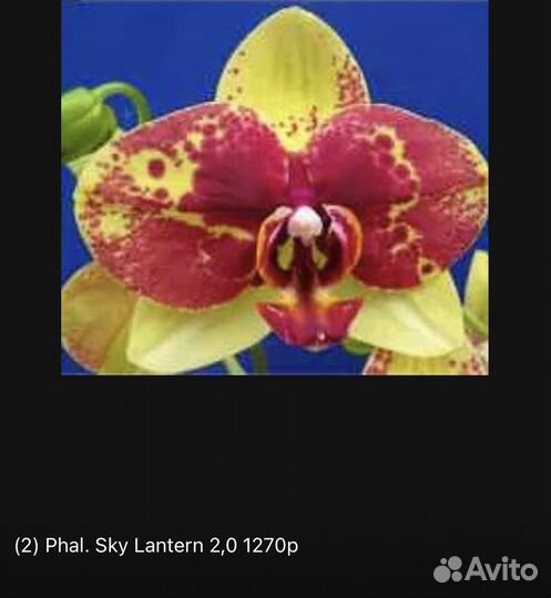 Орхидеи фаленопсис эксклюзивные