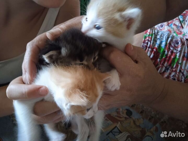 Котята в добрые руки мальчики
