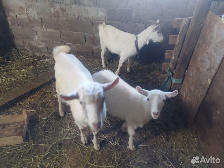 Козы козел