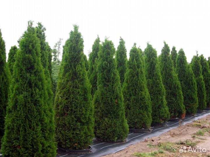 Туя зеленая