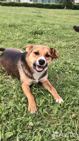 Собака в добрые руки