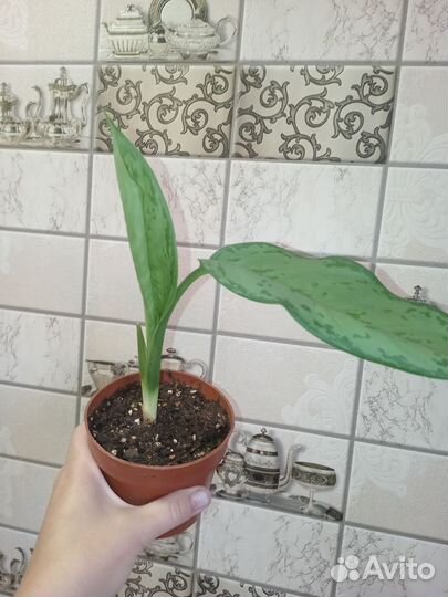 Аглаша, филодендрон, шефлера,синги, хойя