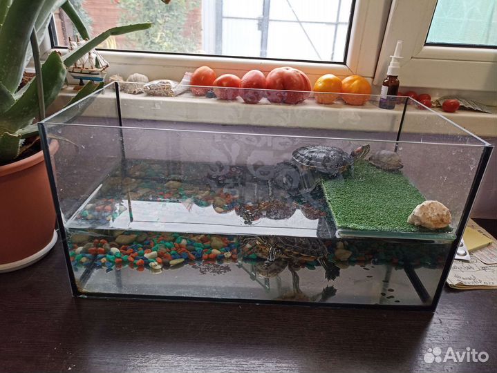 Террариум для красноухой черепахи