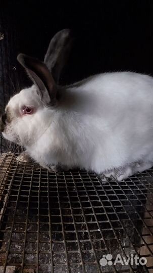 Продам кроликов