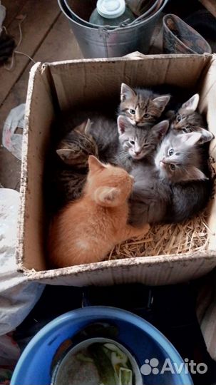 Котята
