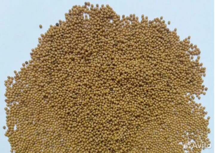 Горчица белая 2023