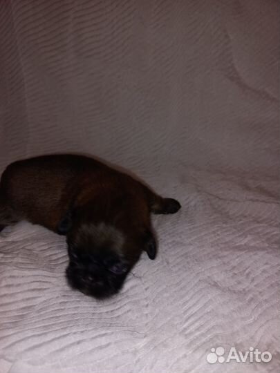 Щенки пекинеса