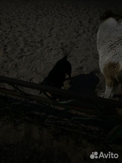 Найдена собака