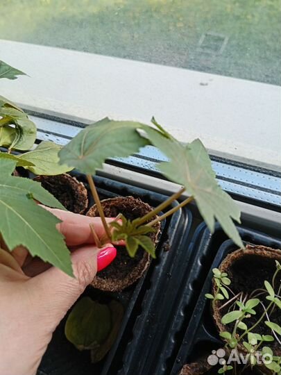 Клещевина рассада