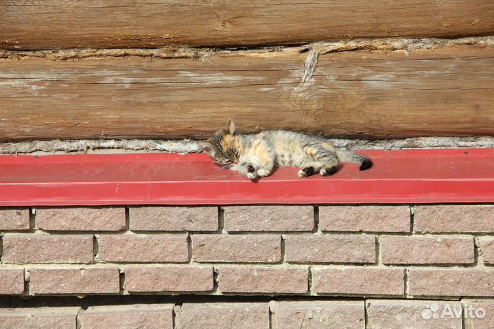 Котята в дар