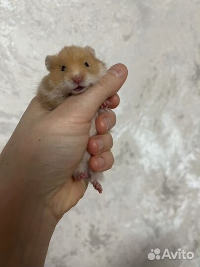Сирийский хомяк