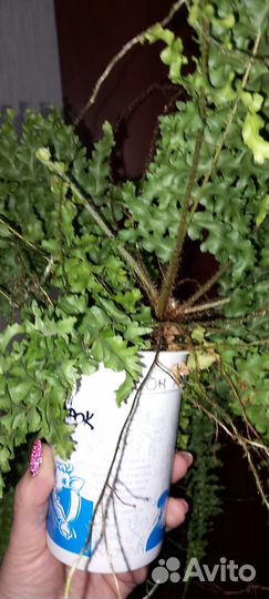 Нефролепис Dassada Green