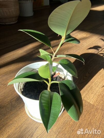 Фикус каучуконосный