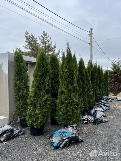 Туя Смарагд