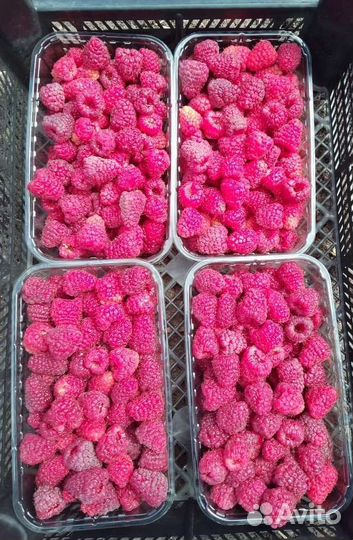 Ремонтантная малина