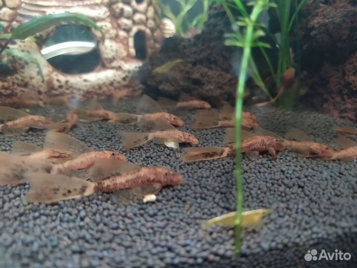 Мальки анциструса