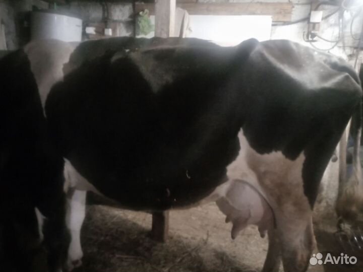 Коровы дойные молочные
