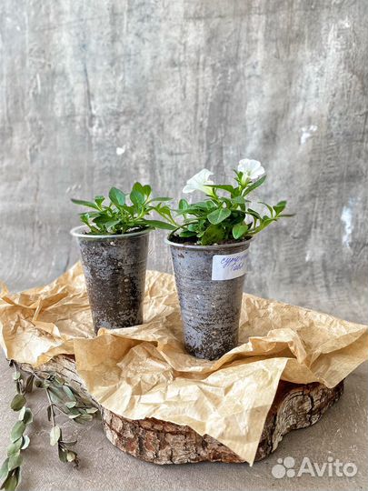 Сурфиния Табл Вайт