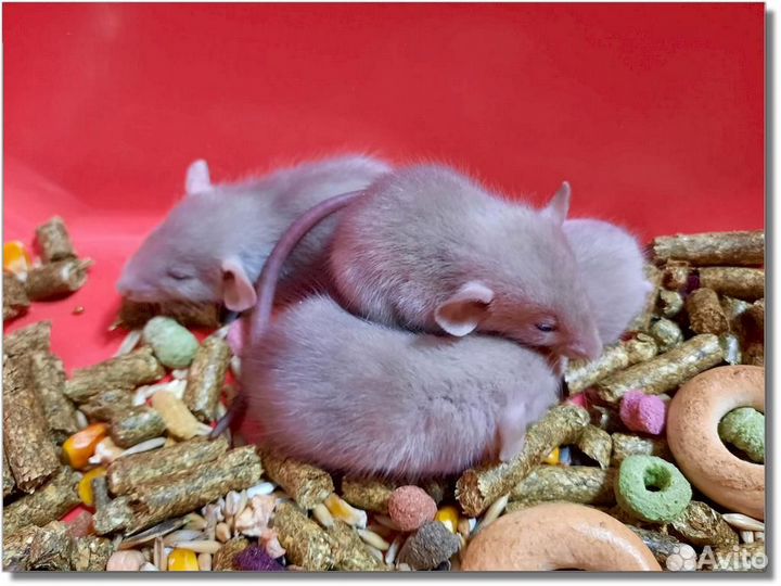 Крысы (Дамбо). Канадские крысята из питомника