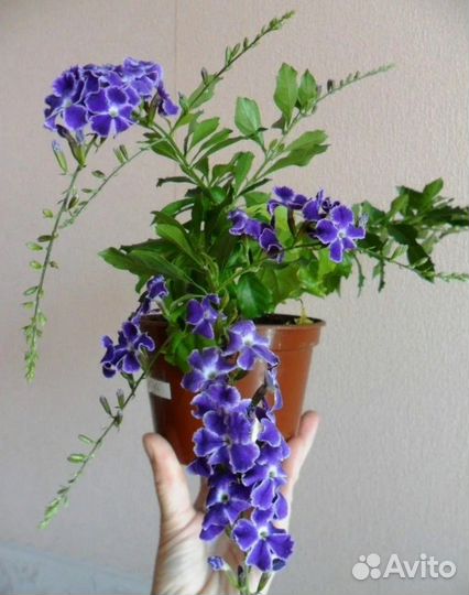 Укорен.черенки Дуранты