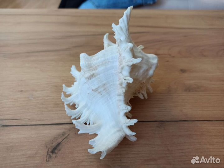 Морская раковина