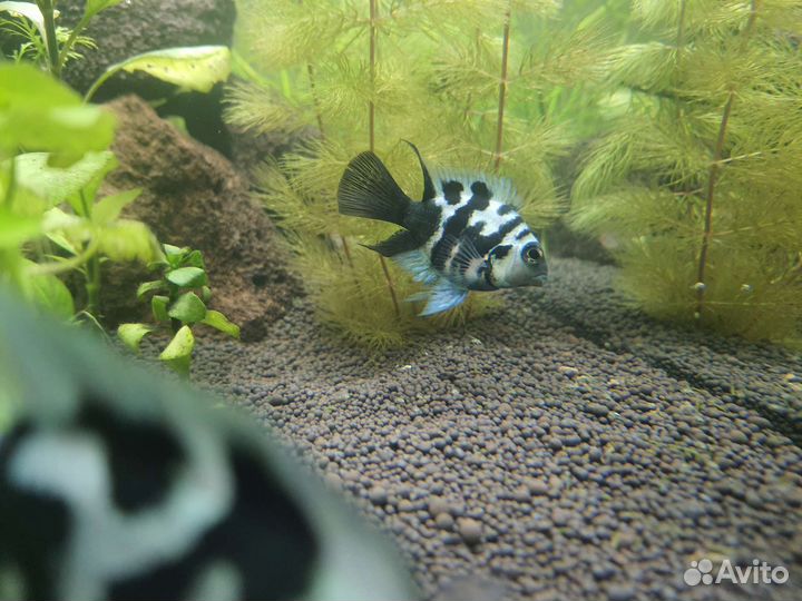 Рыбка сапфировый попугай