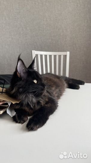 Котята мейн-кун